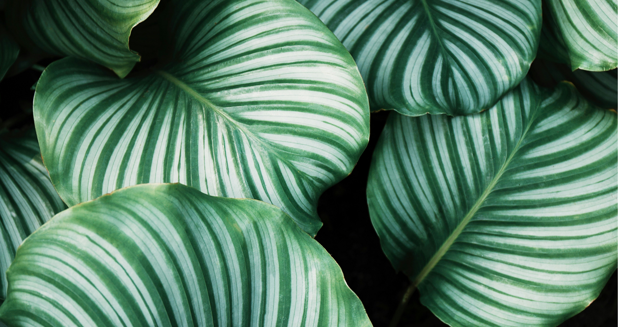 רימוני השדה