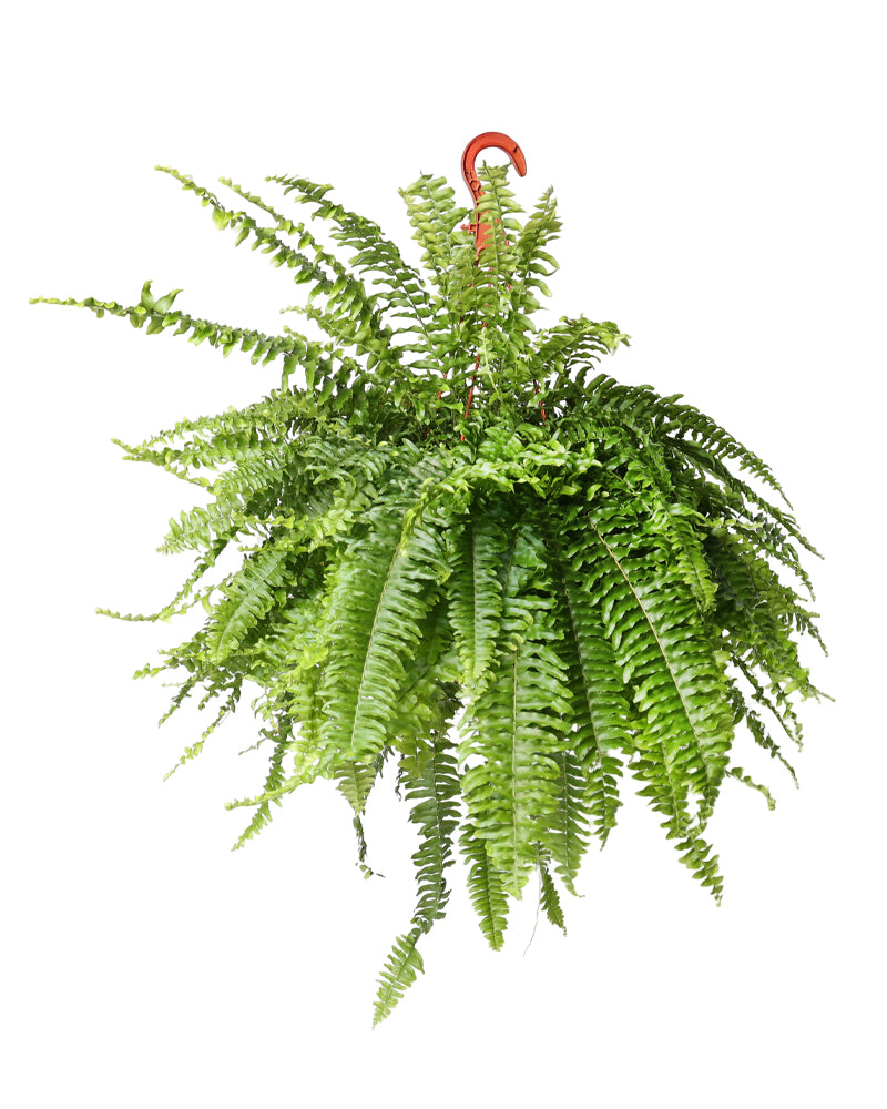 שרך בוסטון קערה 20