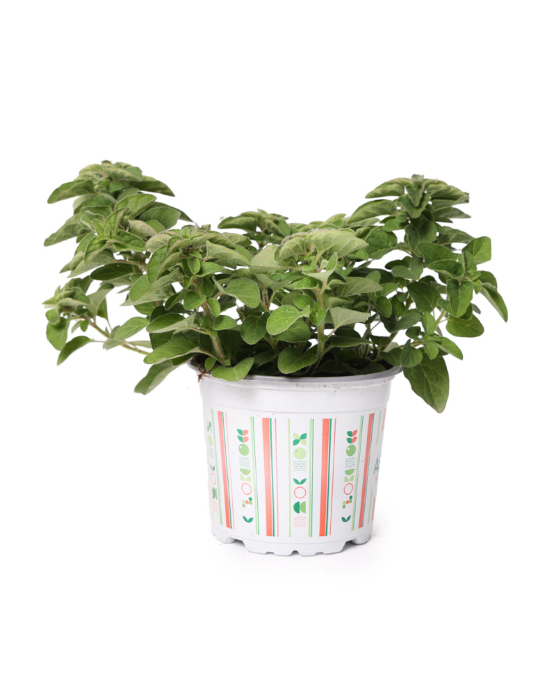 אורגנו  עציץ 12