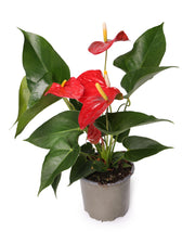 אנטוריום עציץ 11