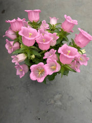 קמפנולה זקופה ורודה  עציץ 12