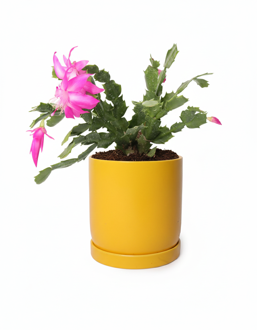 קקטוס זיגו עציץ 12