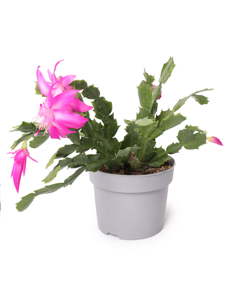 זיגו קקטוס עציץ 12