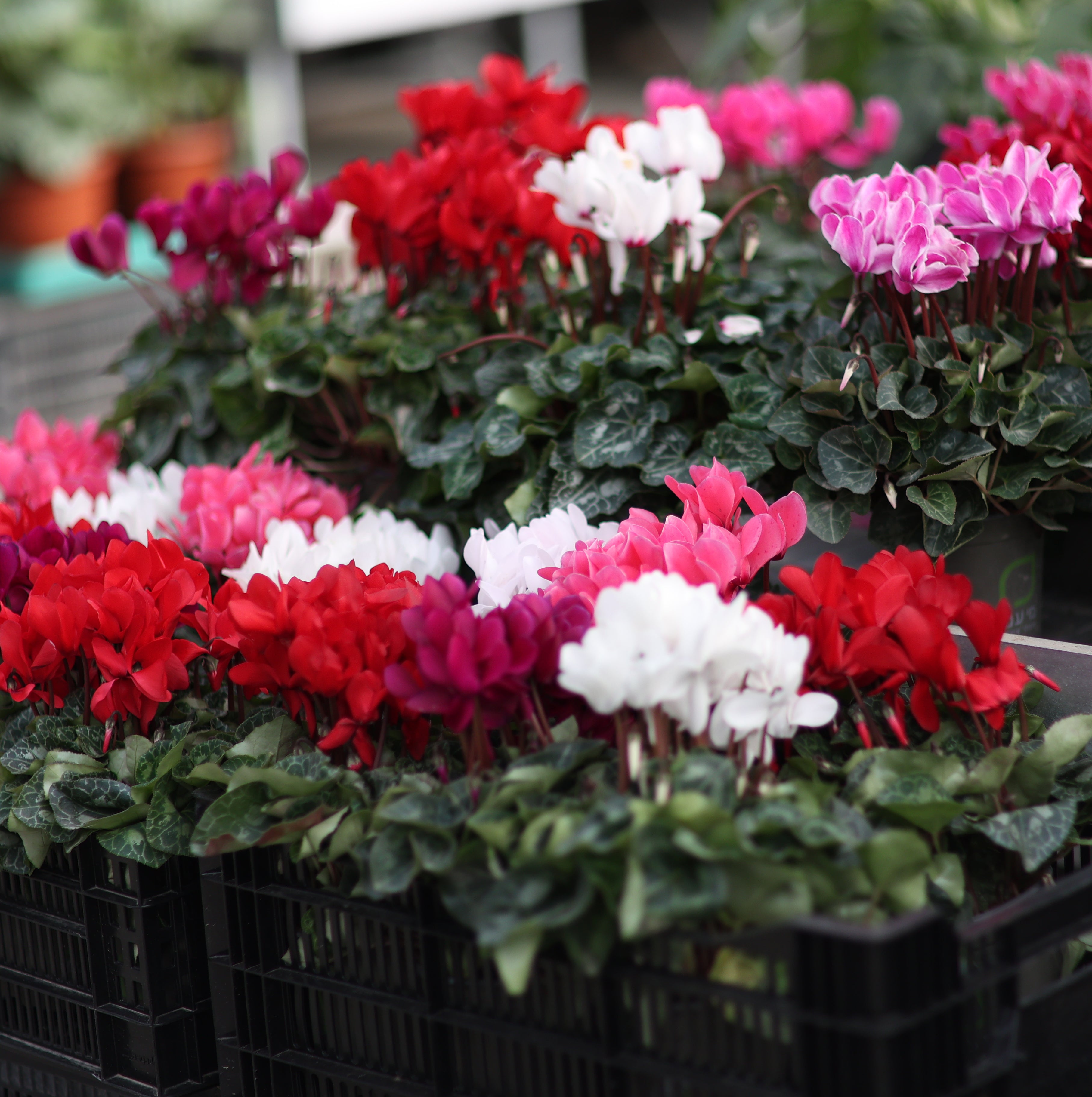 רימוני השדה