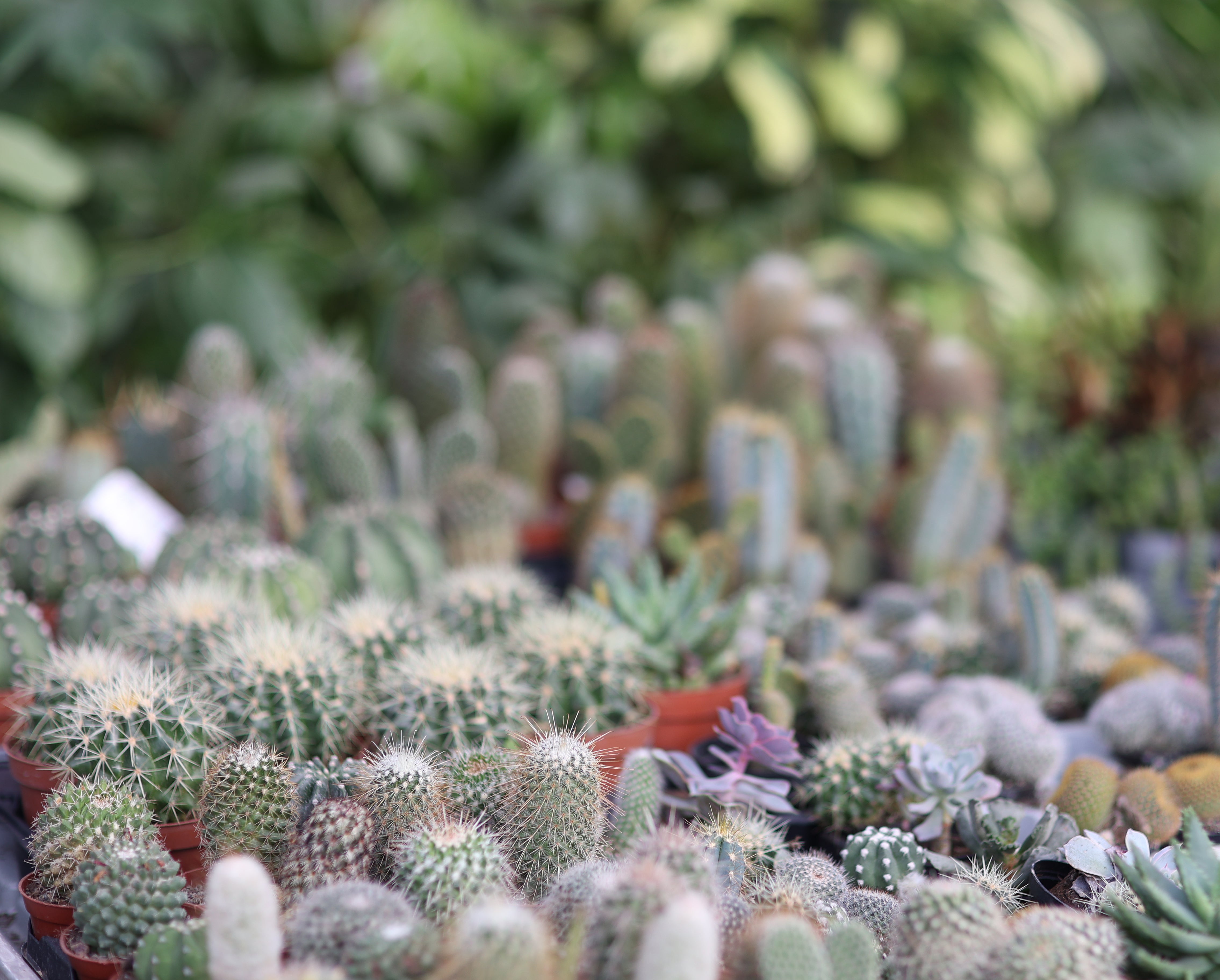 רימוני השדה