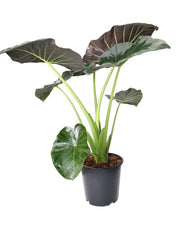 אלוקסיה רגאל שילד  ע.25