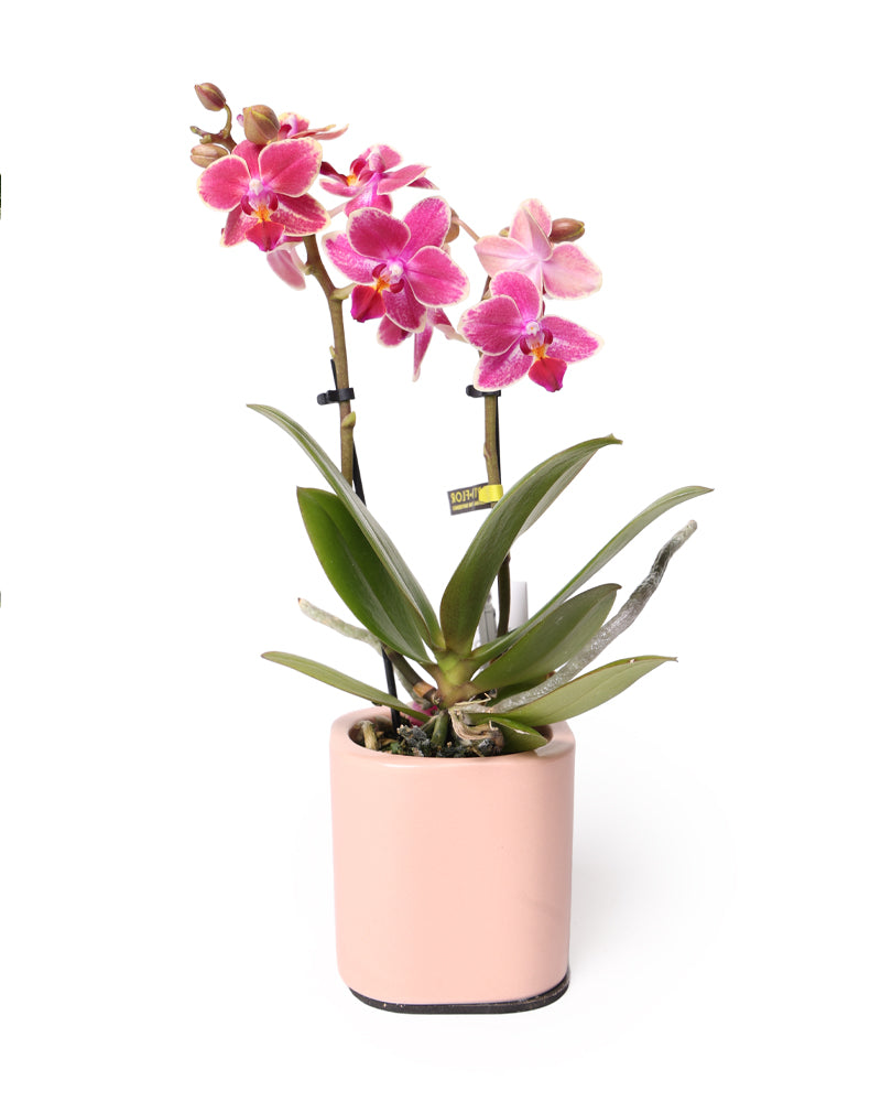 סחלב פילנופסיס מיני עציץ 7