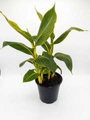 קנה הודית (Canna) – חגיגה טרופית של עלי ענק ופריחה עזה