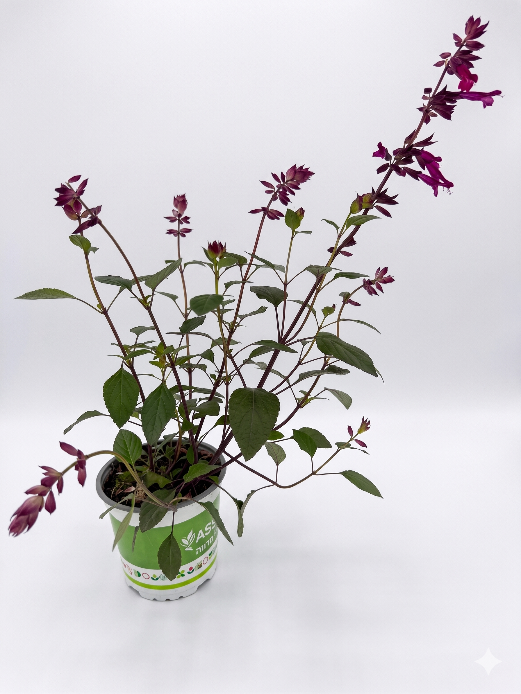 (Salvia Greggii) –  18   מרווה גרג שיח נוי ריחני בפריחה שופעת