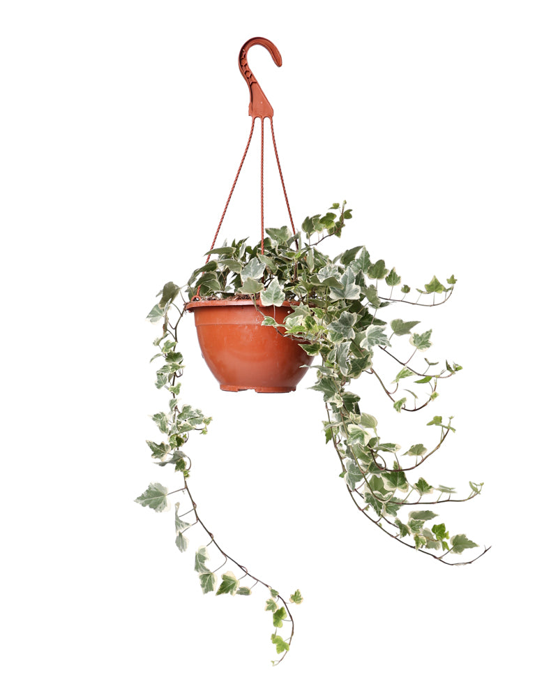 קיסוס הדרה ירוק קערה 20